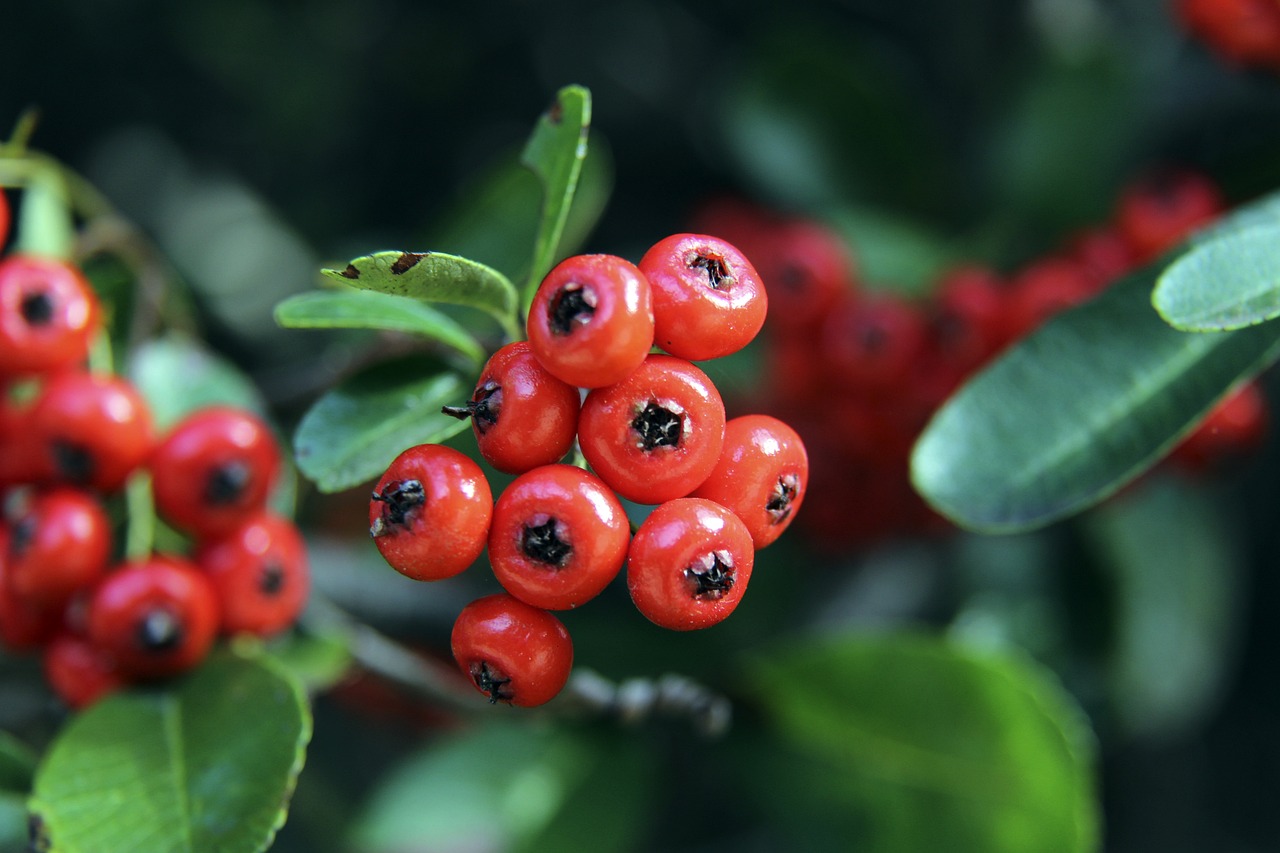 许多巴西球 许多巴西球